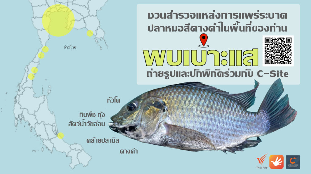 ปลาหมอคางดำ